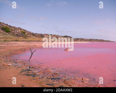 Un lac rose naturel en Australie occidentale Banque D'Images
