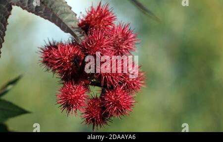 Arbre miracle de Ricinus communis Banque D'Images