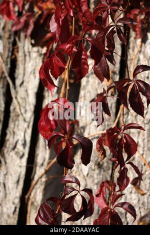 Raisin sauvage avec feuilles d'automne Banque D'Images