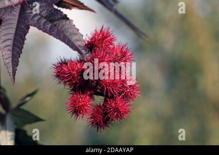 Arbre miracle de Ricinus communis Banque D'Images