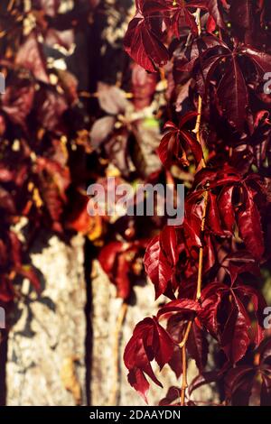 Raisin sauvage avec feuilles d'automne Banque D'Images