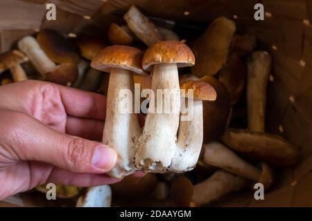 Main tenant Boltetus edulis à côté du panier complet de champignons en osier dans la forêt. Saison de récolte des champignons dans les bois à l'automne. Banque D'Images