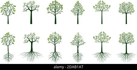 Arbres verts aux racines et aux feuilles. Illustration vectorielle. Collection d'icônes. Illustration de Vecteur