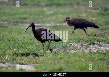 Ibis à la papillosa Pseudibis, Noida, Uttar Pradesh, Inde - 02 septembre 2019 : bébé Ibis à la papillosa rouge avec maman dans un champ d'herbe à Noida. Banque D'Images