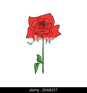 Rose rouge réaliste isolée sur fond blanc Illustration de Vecteur