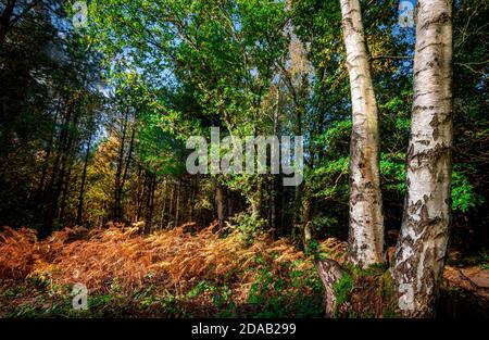 La lumière du soleil d'hiver illumine le saumâtre doré Dans Blidworth Woods Notinghamshire Angleterre Royaume-Uni Banque D'Images