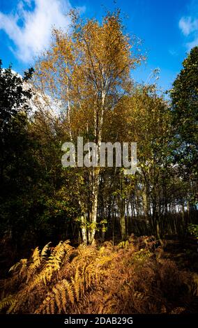 La lumière du soleil d'hiver illumine le saumâtre doré Dans Blidworth Woods Notinghamshire Angleterre Royaume-Uni Banque D'Images