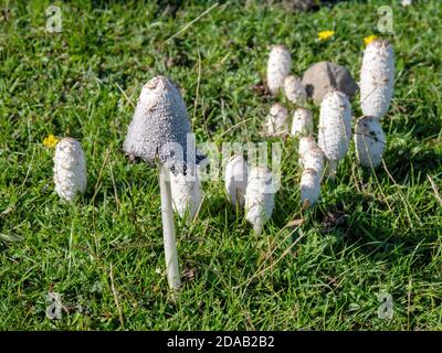 Champignon Coprinus comatus, Shaggy Inkcap. Banque D'Images