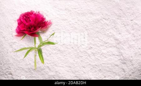 Magnifique pivoine couché sur une poudre blanche. Banque D'Images