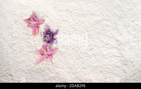 Magnifique aquilegia couché sur une poudre blanche. Banque D'Images