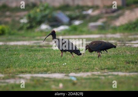 Ibis à la papillosa Pseudibis, Noida, Uttar Pradesh, Inde - 03 septembre 2019 : bébé Ibis à la papillosa rouge avec maman dans un champ d'herbe à Noida. Banque D'Images