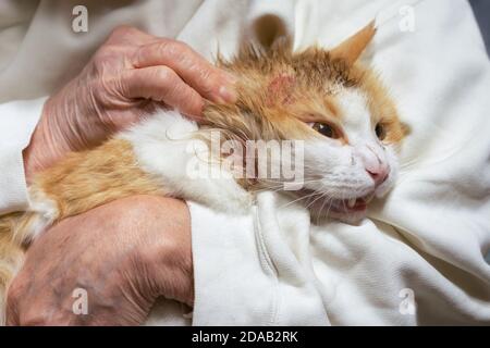 Chat avec une plaie sur sa tête et son cou après un combat avec un chien, essaie de se libérer des mains d'un vétérinaire. Banque D'Images