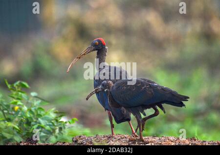 Ibis à la papillosa Pseudibis, Noida, Uttar Pradesh, Inde - 02 septembre 2019 : bébé Ibis à la papillosa rouge avec maman dans un champ d'herbe à Noida. Banque D'Images