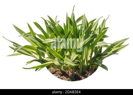 Feuilles de daylis orange (hemerocallis fulva) isolées sur fond blanc avec terre, éventuellement montées dans un pot Banque D'Images