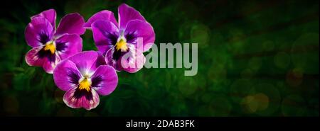 Jardin botanique plante nature image: Groupe de trois lansy violet clair (alto tricolor, Viola cornuta) gros plan parmi les plantes vertes sur sombre flou Banque D'Images