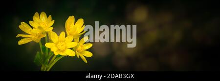 Étoile jaune de Bethléem (Gagea lutea) fleur de printemps tôt, une plante à fleurs eurasiennes dans la famille des Liliaceae, une plante vivace formant bulbe avec bo Banque D'Images