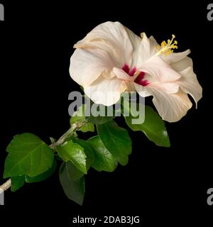 Hibiscus rosa sinensis ou la Chine rose, le méli rose, le shoebnplant isolé sur fond noir. Banque D'Images
