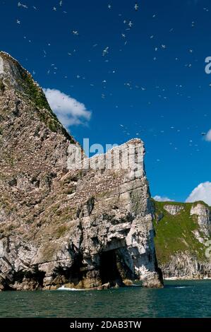 Une vue de la colonie de gantet (Morus bassanus) sur la formation de roche de la falaise de craie connue sous le nom de Staple Newk, vue de la mer à RSPB Bempton Cliffs, East Yo Banque D'Images