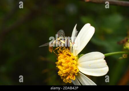 Gros plan sur Hoverfly. Banque D'Images