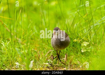 Une jeune moorhen (Gallinula chloropus) marchant vers la caméra à travers de longues herbes dans la réserve naturelle de Tophill Low, East Yorkshire, juin. Banque D'Images