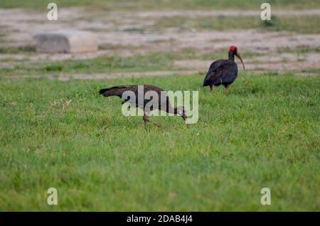 Ibis à la papillosa Pseudibis, Noida, Uttar Pradesh, Inde - 02 septembre 2019 : bébé Ibis à la papillosa rouge avec maman dans un champ d'herbe à Noida. Banque D'Images