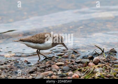 Un sandpiper commun adulte (Actitis hypoleucos) picking à travers le gravier à la recherche d'invertébrés sur le rivage Du Loch Insh dans la Nation de Cairngorms Banque D'Images