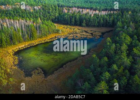 Vue de haut drone du lac marécageux vert dans la forêt verte, belle vue sur la nature Banque D'Images