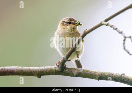 Une paruline à saule adulte (Phylloscopus trochilus) avec un bec rempli de gruaux avec lesquels nourrir sa couvée, perchée sur une branche de saule près du Loch Insh in Banque D'Images