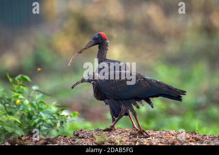 Ibis à la papillosa Pseudibis, Noida, Uttar Pradesh, Inde - 02 septembre 2019 : bébé Ibis à la papillosa rouge avec maman dans un champ d'herbe à Noida. Banque D'Images