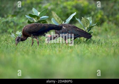 Ibis à la papillosa Pseudibis, Noida, Uttar Pradesh, Inde - 02 septembre 2019 : bébé Ibis à la papillosa rouge avec maman dans un champ d'herbe à Noida. Banque D'Images