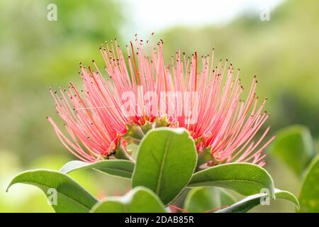 Fleur de l'arbre perse de soie - albizia julibrissin - détails Banque D'Images