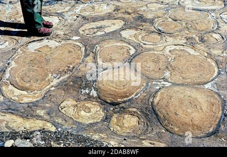 Un garde-parc conduit les visiteurs à d'anciennes formations fossiles connues sous le nom de stromatolites lors d'une visite guidée du parc national de Glacier, une vaste réserve sauvage dans le nord-ouest du Montana, aux États-Unis. Ces structures rocheuses rondes ont été formées dans des eaux peu profondes il y a aussi longtemps que 3 milliards d'années lorsque des micro-organismes vivants appelés cyanobactéries ont piégé des couches de sédiments. Les caractéristiques géologiques comme les stromatolites sont parmi les nombreuses attractions naturelles pour les visiteurs de cette région pittoresque immaculée qui a été établie comme le 10e parc national des États-Unis en 1910. Banque D'Images