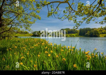 Jonquilles en pleine floraison sur les rives du Loughrigg tarn dans le lac distrct cumbria angleterre Banque D'Images