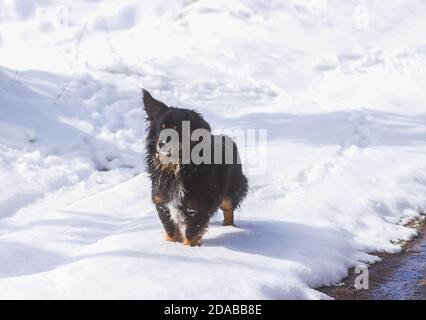 Un jeune chien noir mongrel actif marche en plein air sur la neige en hiver Banque D'Images
