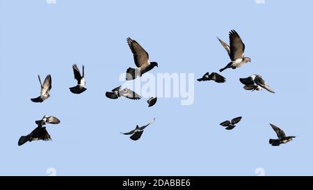 Pigeons volant. Beaucoup d'oiseaux dans le ciel bleu. Banque D'Images
