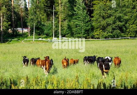Groupe de bovins de boucherie libres à Summer , Finlande Banque D'Images