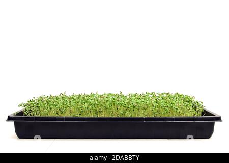 Microgreens poussant dans un essai isolé sur blanc. Les plantes sont un mélange de graines de lin, de radis, de moutarde et d'épinards. Proche de la récolte. Banque D'Images