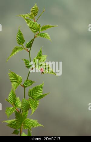 Coccinelle grimpant sur une plante verte Banque D'Images