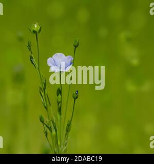 Une seule fleur mauve vif sur fond vert Banque D'Images