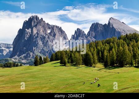 Seiser Alm - Alpe di Siusi - Val Gardena Sud Tyrol Italie vue panoramique avec le sommet de Sassolungo Banque D'Images