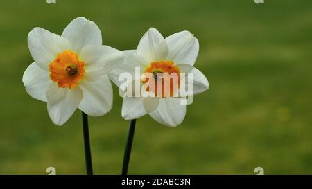 Le jonquilles blanc (Narcissus poeticus) fleurit au printemps Banque D'Images