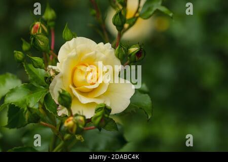 Roses jaunes orange sur fond vert Banque D'Images