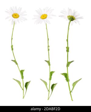 Marguerites blanches de différents côtés Banque D'Images