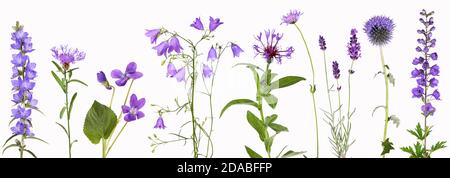 Sélection de fleurs de jardin violets Banque D'Images