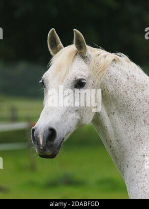 Une photo à la tête d'un cheval arabe gris aux prises dans un enclos. Banque D'Images