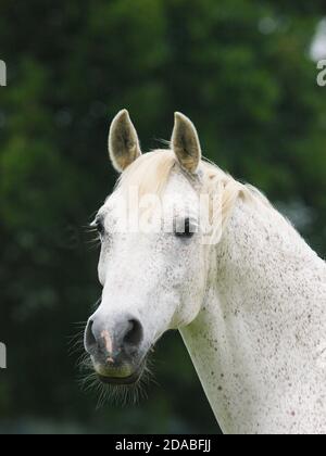 Une photo à la tête d'un cheval arabe gris aux prises dans un enclos. Banque D'Images