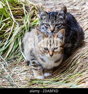 Deux jolis petits chatons rayés assis sur l'herbe. Banque D'Images