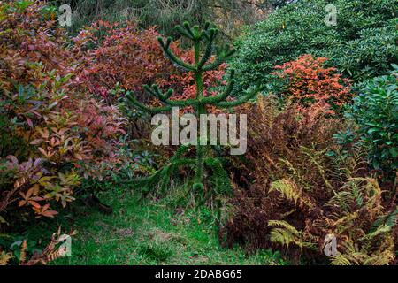 Un petit arbre de puzzle de singe (Araucaria araucana) Banque D'Images