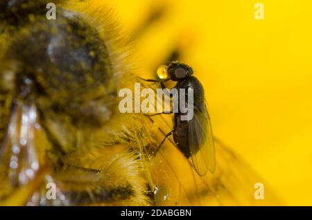 Freeloader Fly, famille des Milichiidae, se défilant de l'abeille morte, APIs mellifera, sur le tournesol Maximilian, Helianthus maximiliani Banque D'Images