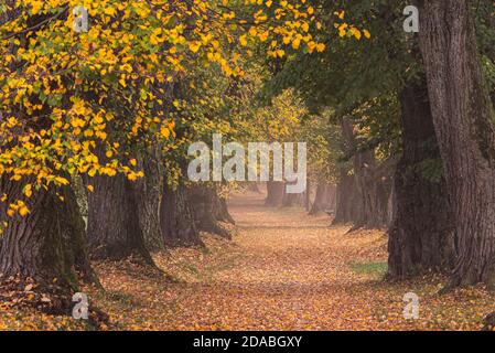 Belle allée de tilleul à l'automne en Allemagne Bavière près de Mindelheim Banque D'Images